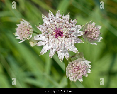 Wilde Astrantia Major (Sterndolde), Alpen, Italien Stockfoto