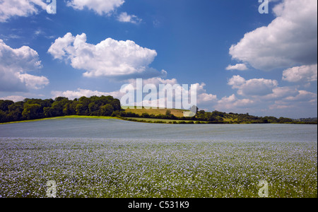 Bereich der Flachs in der Nähe von Exton, Hampshire, England. Stockfoto