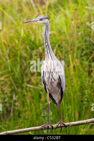 Voller Länge Portraitbild Graureiher Ardea Cinerea. Stockfoto