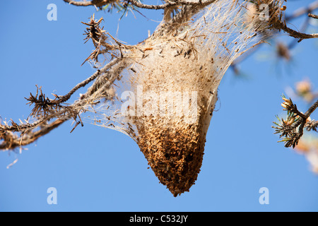 Nester der Kiefer Pinienprozessionsspinner Caterpiller (Thaumetopoea Pityocampa) in Kiefern in den Sierra Nevada Bergen von Spanien Stockfoto