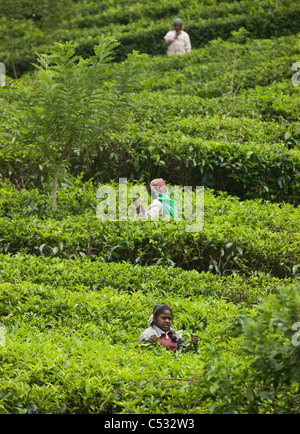 Teepflückerinnen in den Plantagen in der Nähe von Nuwara Eliya. Sri Lanka. Stockfoto