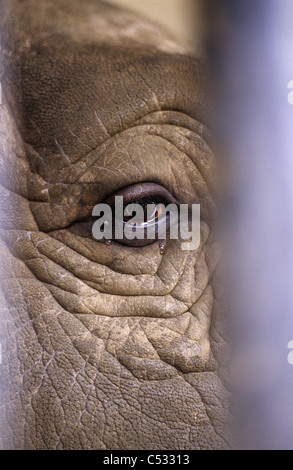 Leistungsstarke Tiere in einem Wanderzirkus - Nahaufnahme des Auges des Elefanten Stockfoto