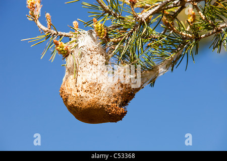 Nester der Kiefer Pinienprozessionsspinner Caterpiller (Thaumetopoea Pityocampa) in Kiefern in den Sierra Nevada Bergen von Spanien Stockfoto