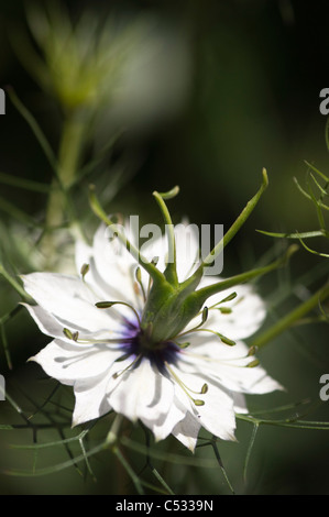 Close Up einer weißen Nigella Damascena Blume (Liebe im Nebel). Stockfoto