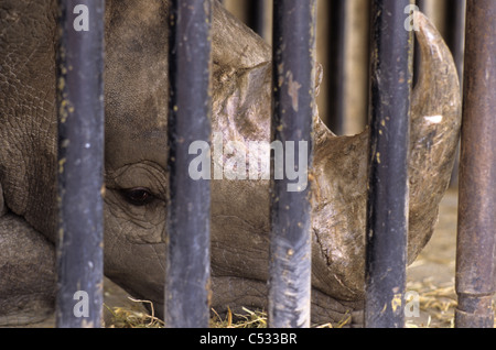 Durchführung von Tieren in einem Reisenden Zirkus-Nashorn in einem Käfig Stockfoto