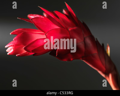 Künstlerische Nahaufnahme von Red Ginger, Alpinia Purpurata exotische tropische Blume Stockfoto