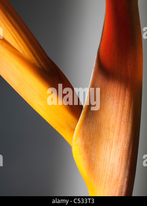 Künstlerische Closeup gelben Heliconia exotische Blume Stockfoto