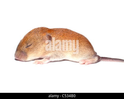 Niedliche kleine Wühlmäuse auf weißem Hintergrund Stockfoto