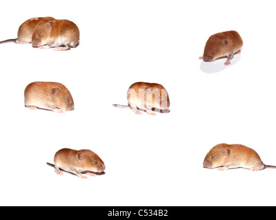 Gruppe von niedlichen kleinen Wühlmäuse auf weißem Hintergrund Stockfoto