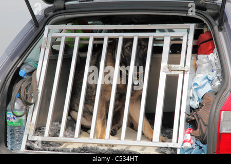 Deutscher Schäferhund hinter das Gitter in einem Auto Stockfoto