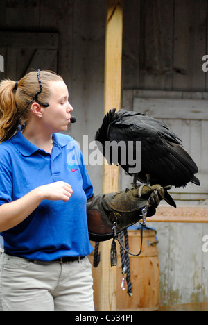 Flamingo Gardens Falkner mit einem Mönchsgeier lateinischen Namen Coragyps atratus Stockfoto