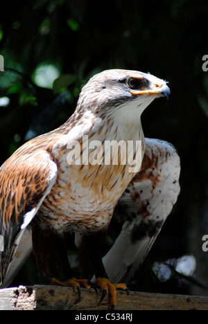 Eisenhaltige Bussard lateinischen Namen Buteo regalis Stockfoto