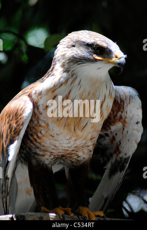 Eisenhaltige Bussard lateinischen Namen Buteo regalis Stockfoto