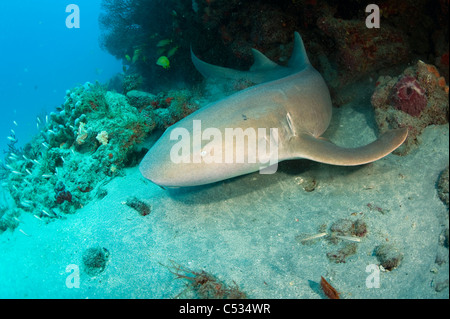 Nurse Shark (Ginglymostoma Cirratum) in Palm Beach County, Florida Stockfoto