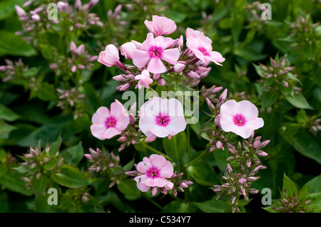 Phlox rosa Licht Flamme "Bareleven" Stockfoto