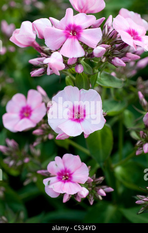 Phlox rosa Licht Flamme "Bareleven" Stockfoto