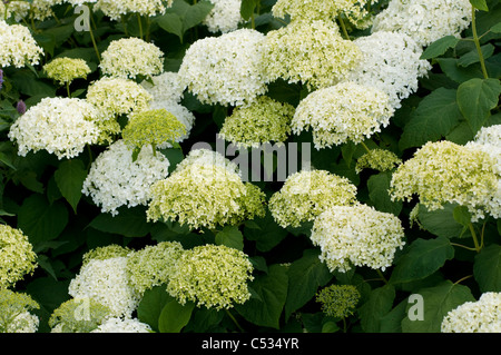 Hydrangea Arborescens 'Annabelle' Stockfoto