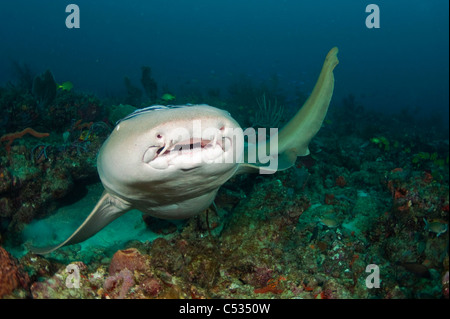 Nurse Shark (Ginglymostoma Cirratum) in Palm Beach County, Florida Stockfoto