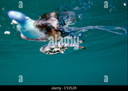 Portugiesischer Mann der Krieg (Physalia Physalis) mit Krieg-Fische-Mann (Nomeus Gronovii) fotografiert Offshore-Palm Beach, FL. Stockfoto