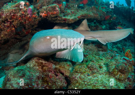 Nurse Shark (Ginglymostoma Cirratum) in Palm Beach County, Florida Stockfoto