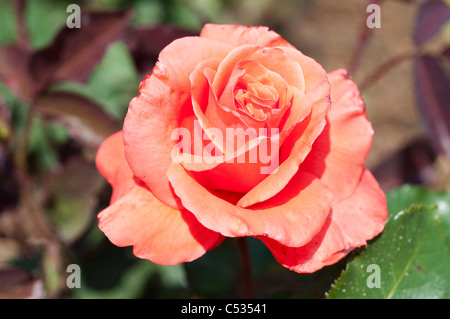 Rose Lady Rose "Korlady" Stockfoto