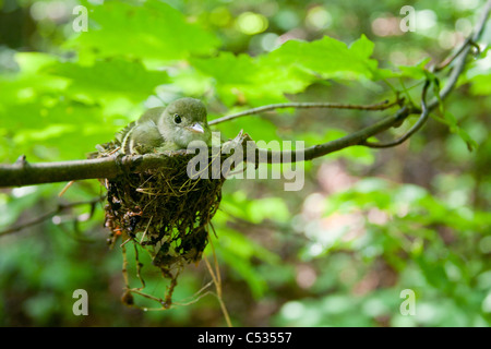 Acadian Fliegenfänger und Nest Stockfoto