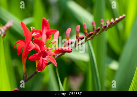 Crocosmia 'Luzifer' Stockfoto