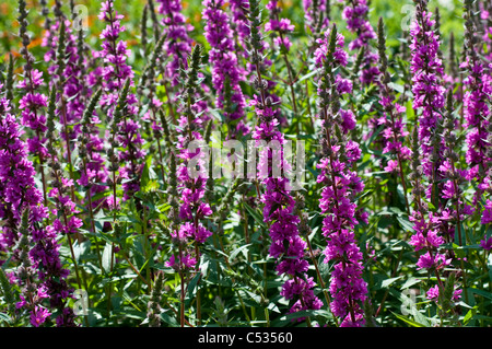 Lythrum Salicaria 'Feuerkerze' - Blutweiderich Stockfoto