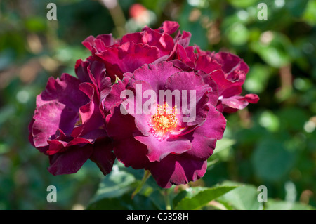 Rose Wild Rover "Dichirap" Stockfoto