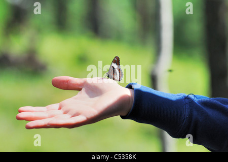 Ein White Admiral Schmetterling thront auf eine Frauenhand in Meadow Lake Provincial Park, Saskatchewan, Kanada. Stockfoto