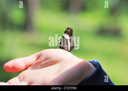 Ein White Admiral Schmetterling thront auf eine Frauenhand in Meadow Lake Provincial Park, Saskatchewan, Kanada. Stockfoto