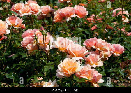 Rose Cheshire Regiment "Fryzebedee" Stockfoto