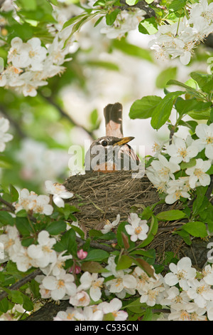 Amerikanischer Robin Nest im Apfelbaum Stockfoto