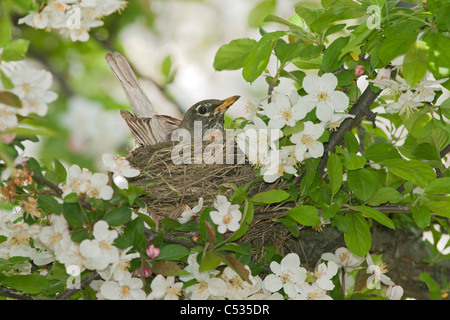 Amerikanischer Robin Nest im Apfelbaum Stockfoto