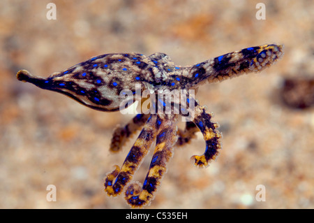 Blauer Ring Krake (Hapalochlaena Maculosa) schwimmt unter dem Steg in Edithburgh, South Australia, Australien. Stockfoto