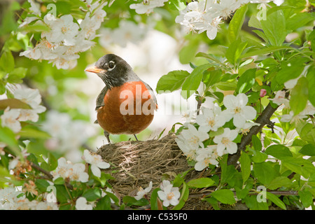 Amerikanischer Robin Nest im Apfelbaum Stockfoto