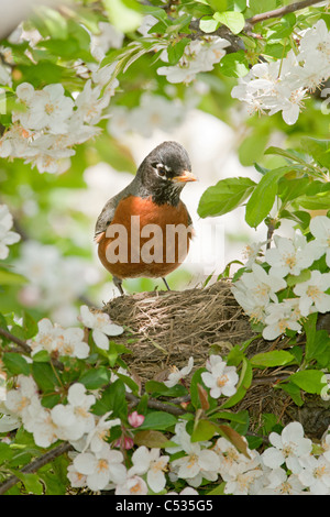 Amerikanischer Robin Nest im Apfelbaum Stockfoto