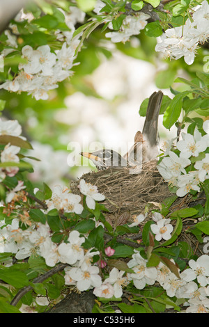 Amerikanischer Robin Nest im Apfelbaum Stockfoto