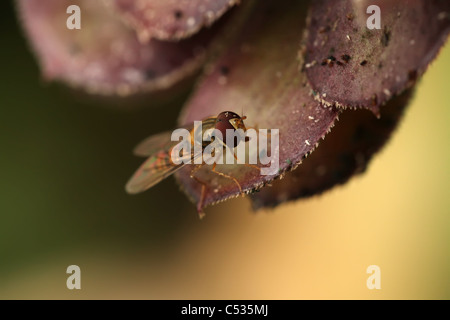 Männliche Marmelade schweben fliegen (Episyrphus Balteatus) in einem englischen Garten. Stockfoto