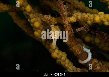 Unter der Leitung von kurzen Seepferdchen (Hippocampus Breviceps) fotografiert unter dem Steg in Edithburgh, Yorke Peninsula, South Australia Stockfoto