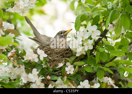 Amerikanischer Robin Nest im Apfelbaum Stockfoto