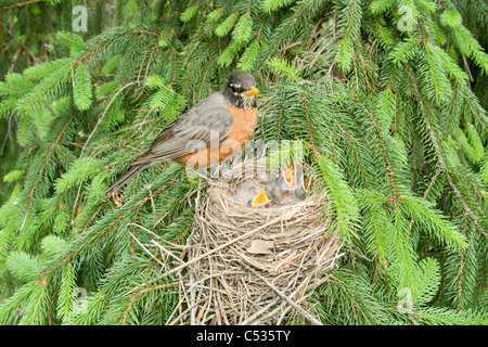 Amerikanischer Robin am Nest Stockfoto