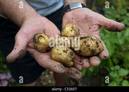 Ein Gärtner im Bild mit seiner neu kommissionierte Kartoffel in Eastleigh, Hampshire, UK. Stockfoto