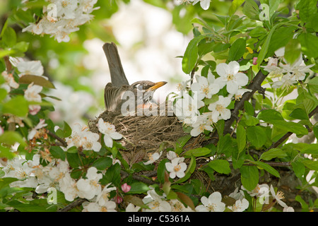 Amerikanischer Robin Nest im Apfelbaum Stockfoto