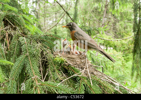 Amerikanischer Robin am Nest Stockfoto