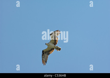 Fischadler im Flug gegen klar blauen Himmel Stockfoto