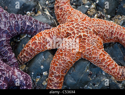 Ocker Stern, Pisaster Ochraceus, Ruby Beach, Olympic Nationalpark, Washington Stockfoto