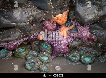 Ocker Stern (Pisaster Ochraceus) und grünen Seeanemonen, Ruby Beach, Olympic Nationalpark, Washington Stockfoto