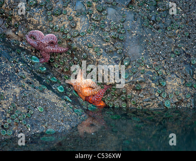 Ocker Stern, Ruby Beach, Olympic Nationalpark, Washington Stockfoto