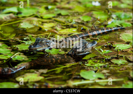 Jungtiere der amerikanische Alligator (Alligator Mississippiensis) versteckt in den Wasserpflanzen am Fluss Loxahatchee in Jupiter, Florida. Stockfoto